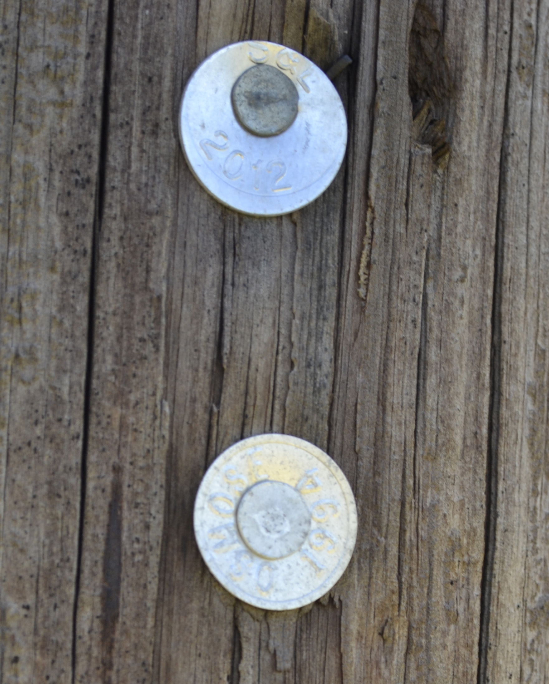 A photo of inspection tags nailed into a power pole, showing the dates the pole was inspected.