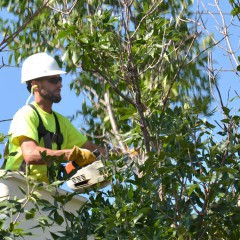 A tree trimmer in a bucket lift trims branches away from power lines in Hays, Kansas.
